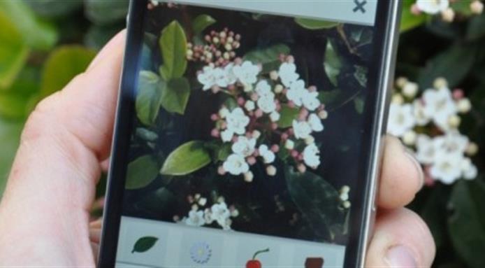 app-identifica-plantas