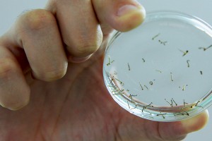 larvas-de-mosquito