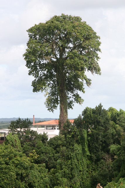 Castanheira-do-Pará possui cerca de 50 metros