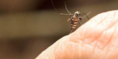 mosquito-febre-amarela-aedes-012017-1400x800