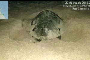 desova de tartaruga na Segunda Praia de Morro de São Paulo (1)