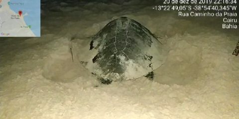 desova de tartaruga na Segunda Praia de Morro de São Paulo (1)