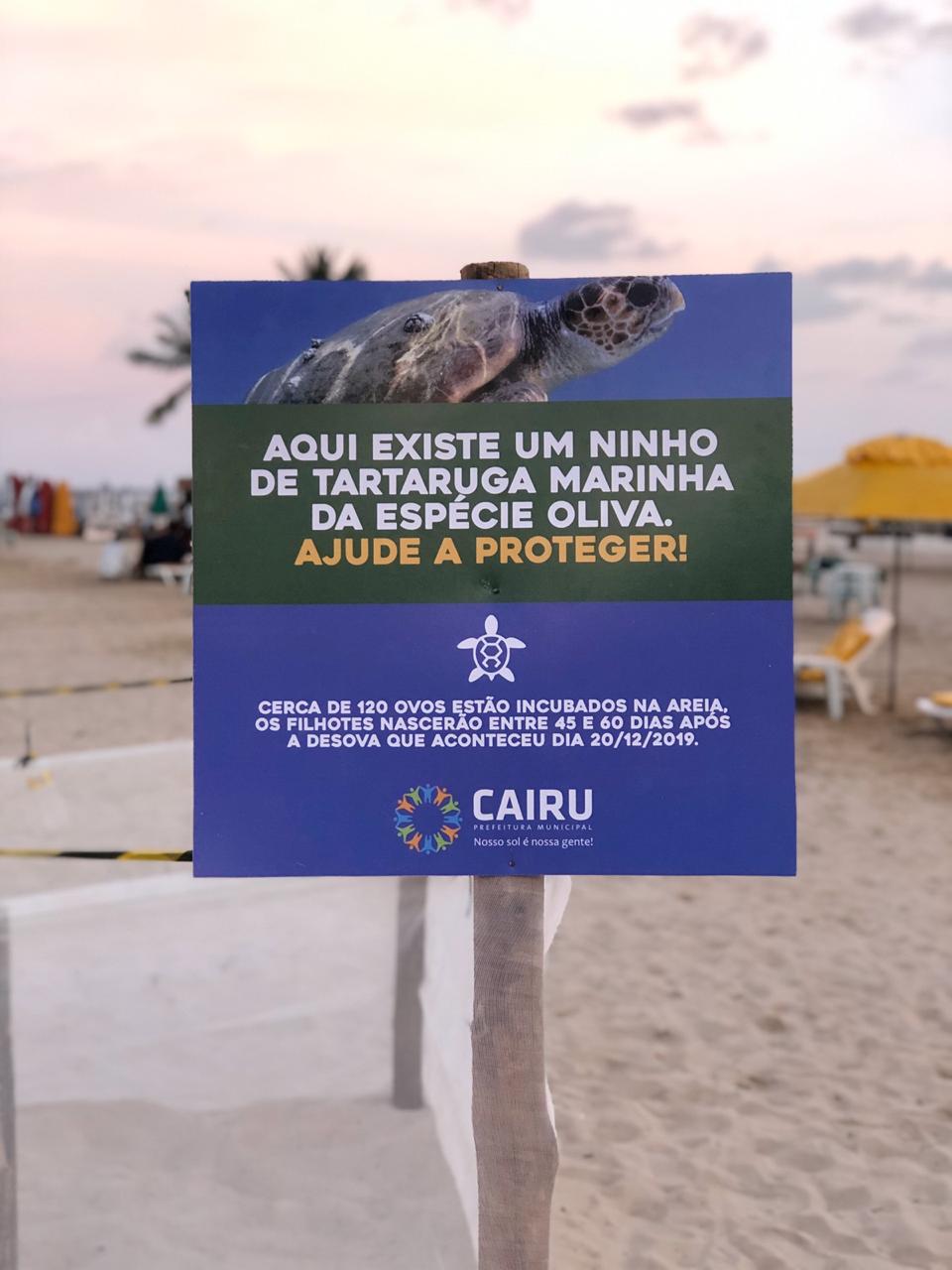 desova de tartaruga na Segunda Praia de Morro de São Paulo (1)