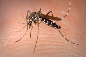 Aedes_Aegypt-750x500-360x240