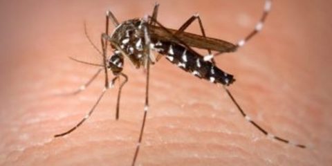 Aedes_Aegypt-750x500-360x240