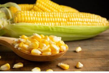 O milho é um dos cereais mais nutritivos e versáteis do planeta