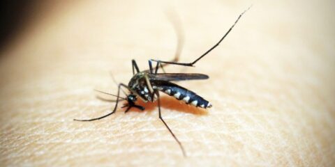 mosquito-dengue-morte-jan2024-848x477