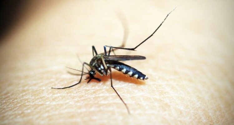 mosquito-dengue-morte-jan2024-848x477