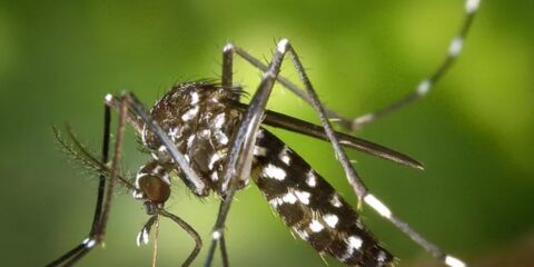 147391,sobe-para-14-numero-de-mortes-por-dengue-na-bahia-3