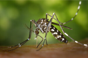 sesab-confirma-terceira-morte-por-dengue-na-bahia_1708376652_19022024060412