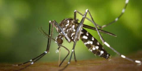 sesab-confirma-terceira-morte-por-dengue-na-bahia_1708376652_19022024060412