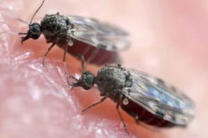 o-mosquito-maruim-culicoides-paraensis-e-o-principal-vetor-de-transmissao-2070873-article