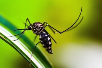mosquito-da-dengue-2006441-article (1)