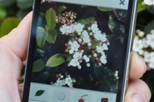 app-identifica-plantas