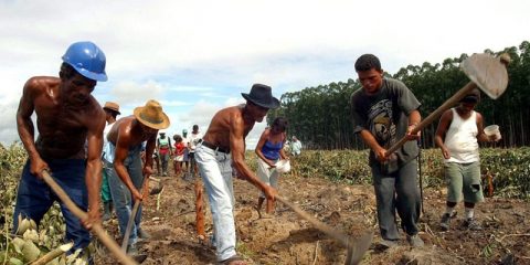Members of the Brazilian Landless Movement (MST, in Portuguese) and from the Finnish group Stora Enso cut eucalyptus trees on Tuesday 6 April 2004 at an occupied farm in Veracel Celulosa, in the Brazilian state of Bahia. 2500 families occupied the farm and cut more than four hectares of eucalyptus crops that will be replaced by corn and bean crops. Leaders of the MST justified the cutting saying that 'noboby can be fed with eucalyptus trees'.  EPA/CARLOS CASAES BRAZIL OUT === BRAZIL OUT ===
