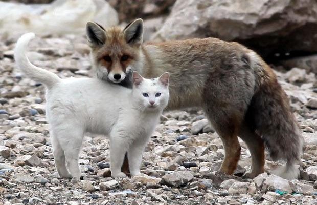 wolf-and-cat