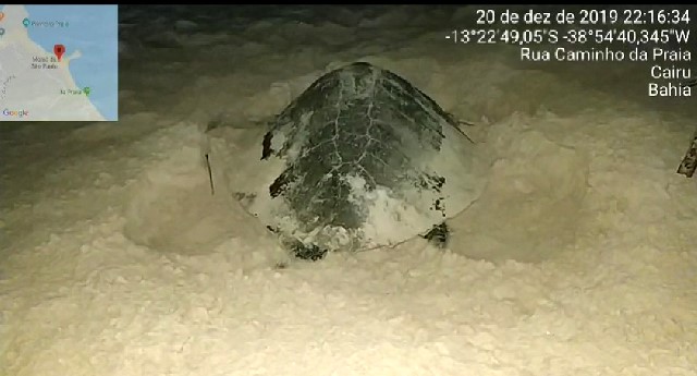 desova de tartaruga na Segunda Praia de Morro de São Paulo (1)