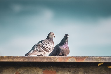 A closeup shot of two stock doves standing on the roof