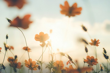 Vintage color filter cosmos flower field.