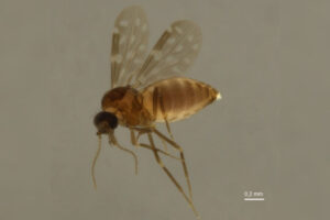 Culicoides-paraenses-febre-oropouche-1200x800