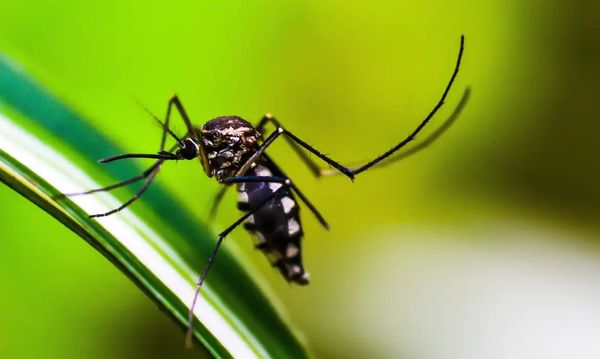 mosquito-da-dengue-2006441-article (1)