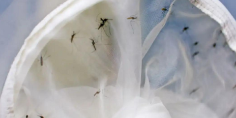 bahia-chega-a-20-morte-por-dengue-em-2024-2051651-article