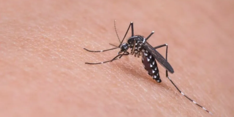 mosquito-dengue-aedes-e1706814896221