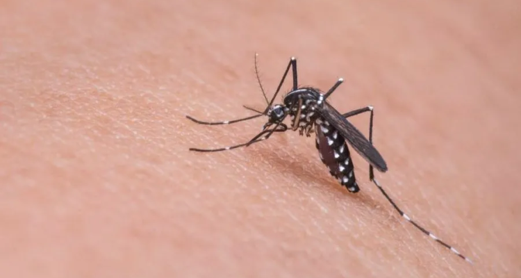 mosquito-dengue-aedes-e1706814896221